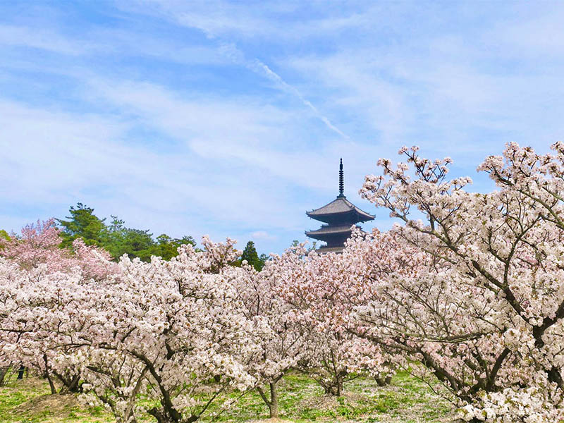 thiết kế sân vườn nhật bản chùa ninna-ji