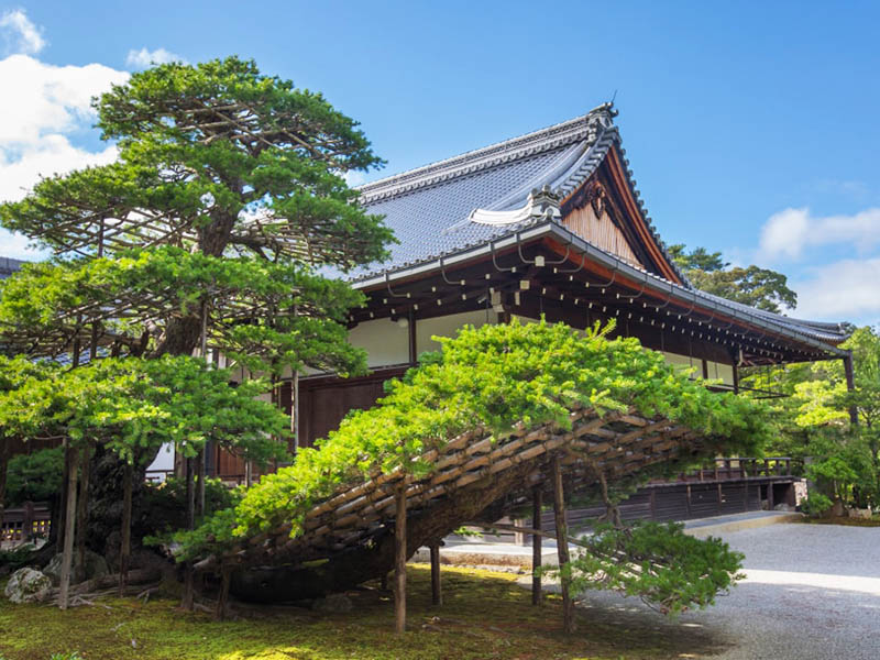 sân vườn nhật bản đền kinkaku-ji