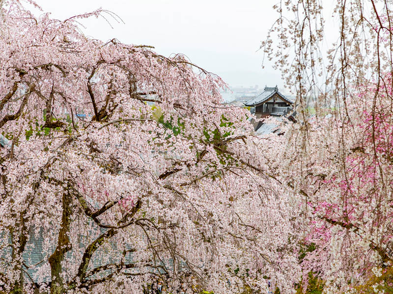 thiết kế sân vườn Nhật Bản đền Tenryuji