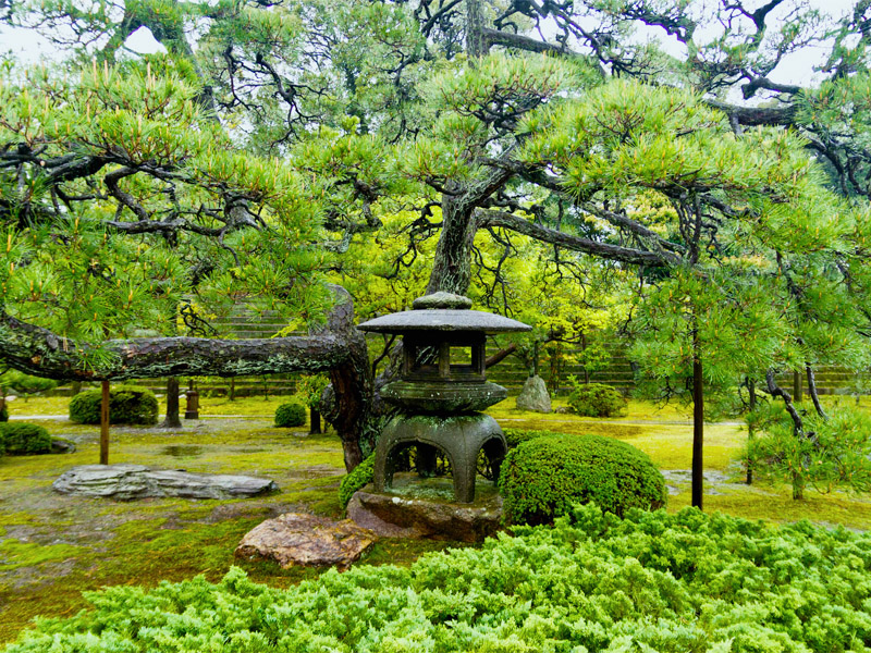 Thiết kế sân vườn nhật bản lâu đài nijo castle